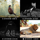Hot-sale Kamera hewan Pemicu Cepat Lensa ganda Foto dan video Full HD CE FCC ROHS Kamera Jejak Berburu
